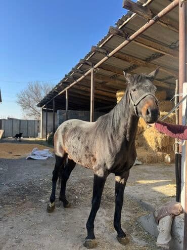 продам бу оборудование для птицефабрики: Продаю | Кобыла (самка) | Полукровка, Английская | Для разведения, Конный спорт | Племенные — 6