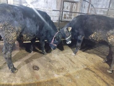 питбуль 6 месяцев: Продаю | Бык (самец) | Швицкая — 1