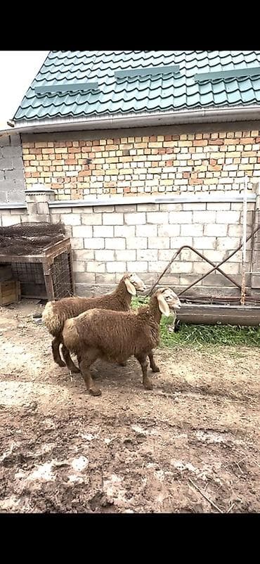 птица фабрика: Продаю | Овца (самка), Ягненок, Баран (самец) | Гиссарская, Арашан | Для разведения | Племенные, Осеменитель — 2