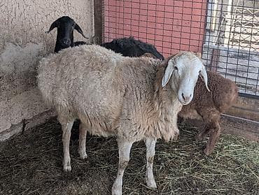 Лошади, кони: Продаю | Баран (самец) | Для разведения | Осеменитель — 3