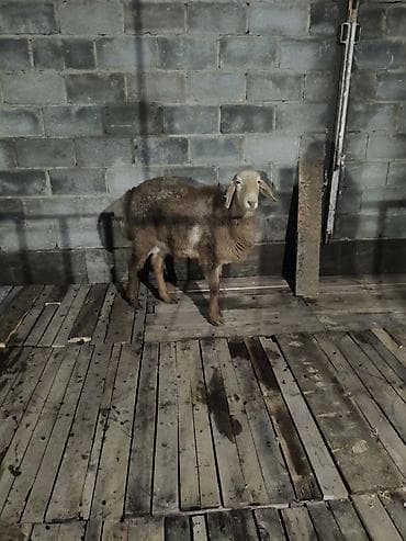 кобыла жеребая: Продаю | Овца (самка) | Для разведения | Ярка — 2