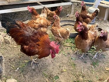 гнезда для птиц: Продаю | Куры, Петух — 3