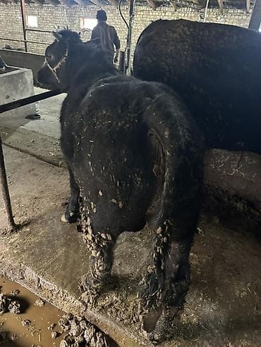 красна датская: Продаю | Бык (самец) | На откорм | Привязанные — 2