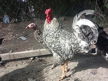 декоративный кур: Продаю | Петух | Для разведения — 3