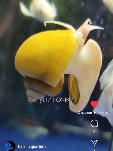 продаю музоо торпок корова самка бык самец айрширская ангус алатауская на забой для разведения на откорм племенные нетель привязанные: Улитки аквариумные ампулярии. Кроме них также есть мериза, спикси — 4