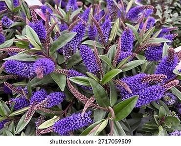 Саженцы — 7