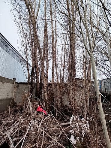 Үй жана бакча: Живые хвойные деревья для озеленения участка. - Породы: ель/смерека с — 6