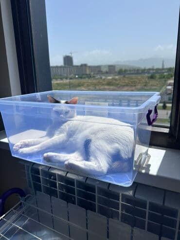 Мышыктар: Мышык бекер берилет: Породасыз, 3 жаш, Ургаачы, Лотокко барууга үйрөтүлгөн — 3