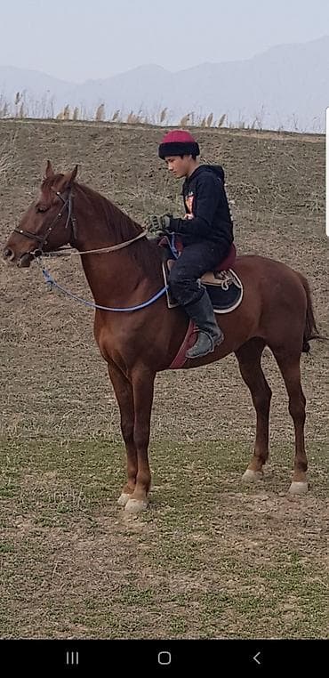 ат пони: Продаю | Жеребец | Полукровка | Конный спорт | Племенные — 1