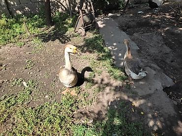 утки мандаринки: Домашние гуси - Порода: линда+крупные серые (характерный «шишак» на — 5