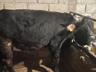 охотничий собак: Продаю | Бык (самец) | На откорм | Племенные — 5