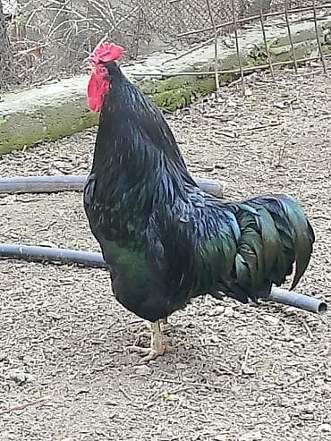 животные в ош: Продаю Петушков — 6