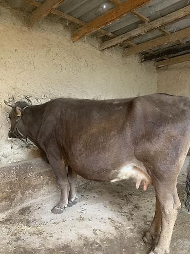 Продаю | Корова (самка) | Для молока | Привязанные