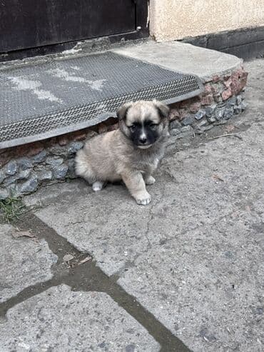 Собаки: Собака даром: Дворняжка, 2 месяца, Самец — 2