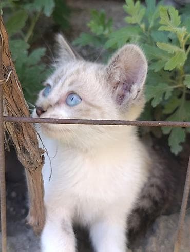 Животные: Кошка даром: Беспородная, 2 месяца, Девочка — 7