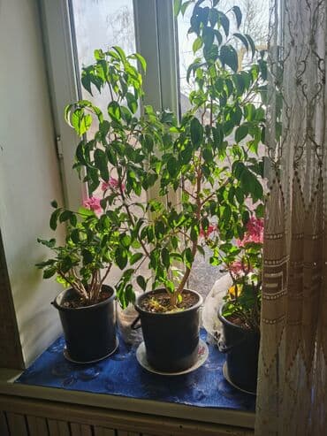 гортензия цены в бишкеке: Гибискус красный махровые и фикуси . Цена договорная количество — 4