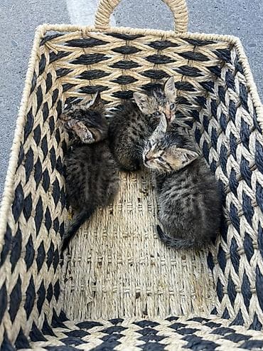 Три котёнка в корзине - Описание: три полосатых котёнка классического