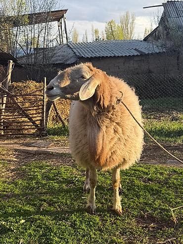 продаю мёд: Продаю | Баран (самец) | Арашан — 6