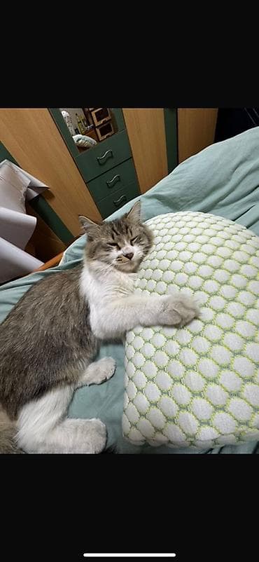 В связи с отъездом в другую страну, отдам даром в хорошие руки зовут