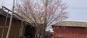 срочно окончательно: Уй магазини, клубника багы менен сатылат. Бишкектин, Алтын казык — 10