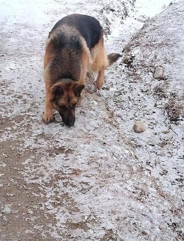 немецкий малый шпиц купить: Продаю щенка немецкой овчарки миксованный, кобель, адрес кара балта — 4