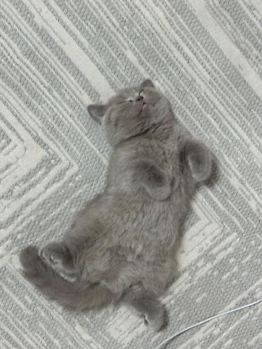 сколько стоит сиамская кошка: Британские котята очень милые и ласковые и шустрые ✌🏻 9290сом за — 2