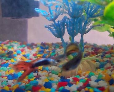 декоротивные кролики: Продаются 2 аквариума с рыбками гуппи 🐠 В комплекте: ^ два ухоженных — 9