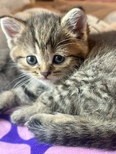 scottish fold: Котёнок тигровый табби - Порода/тип: короткошёрстный домашний — 6