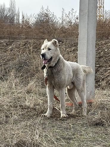 собака колли: Алабай, 3 года, Самец, С прививкой — 6