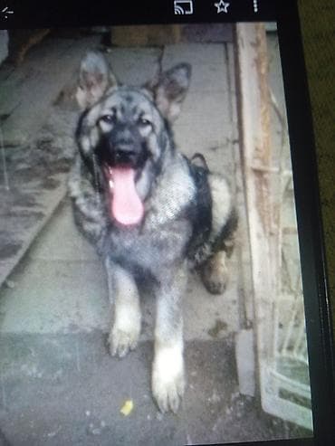 Кемирүүчүлөр: Чыгыш Европа овчаркасы, 6 айлык, Ургаачы, Эмделген — 1