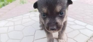 Собака даром: Дворняжка, 1 месяц, Самка, С родословной
