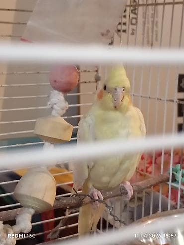 купить щенка лабрадора: Корела (нимфа) лютино в клетке с аксессуарами. - Вид: корелла — 1