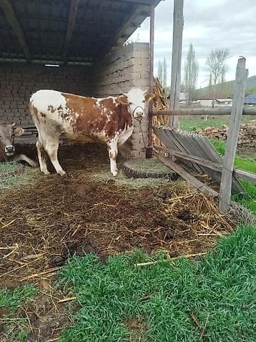 рыжая: Продаю | Корова (самка) — 1