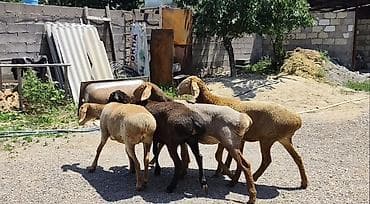 Сатам | Козу | Арашан | Көбөйтүү үчүн | Токту