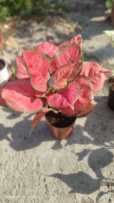 растения для аквариума: Аглаонемы декоративные в горшках — коллекция сортов с яркой — 2