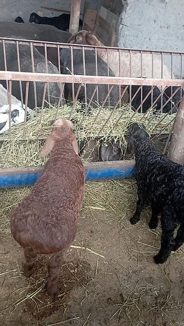 витамины для овец: Продаю | Овца (самка) | Для разведения | Племенные — 1