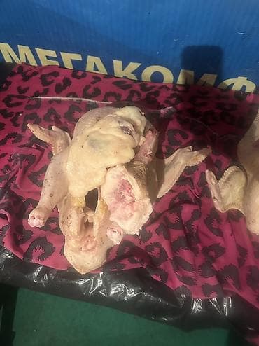 аммофос 50 кг цена бишкек: Индюктар сатылат кг 600 сом 5 кгдан 16 кг га чейин бар — 1