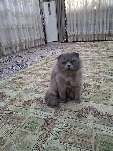 барханный кот: Скотиш Фолд (Шотландская вислоухая), 1 год, Мальчик, Серый, Приучена к лотку — 2