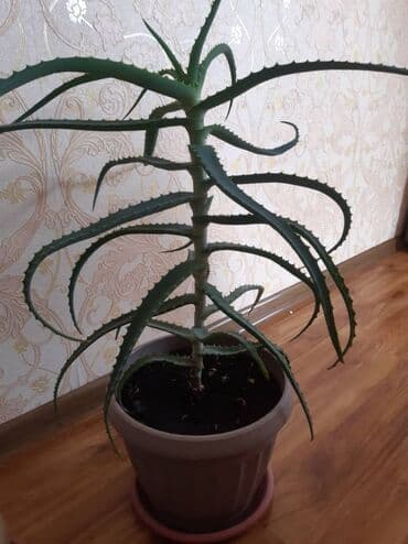 офисный мебель бу: Продам алоэ 3г по 700с — 1