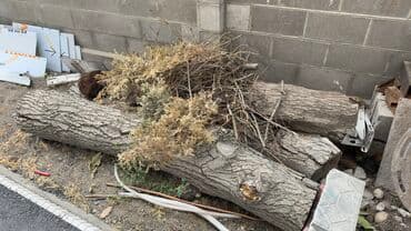 Лиственница at lalafo.kg Лиственница