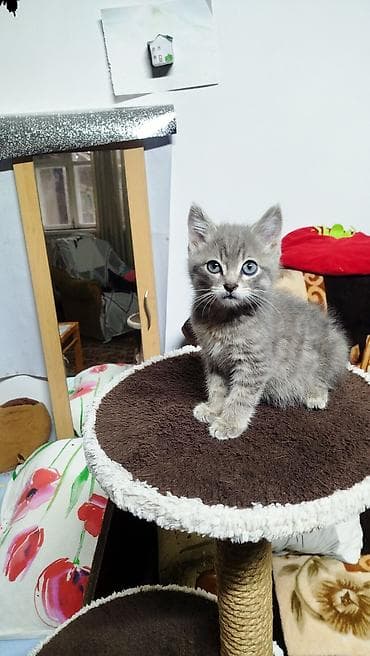 манчкин кот купить: Котёнок, короткошёрстный, окраса серый табби (серебристые полоски) — 3