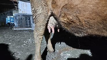 ат байтал: Продаю | Корова (самка) | Для разведения | Привязанные — 4