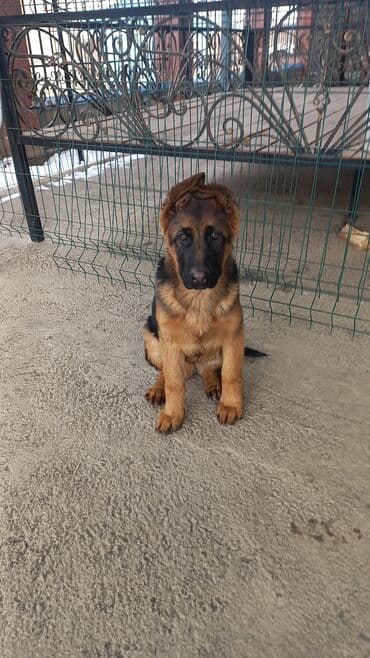 продаются собаки: Немецкая овчарка, 3 месяца, Самец, С родословной — 5