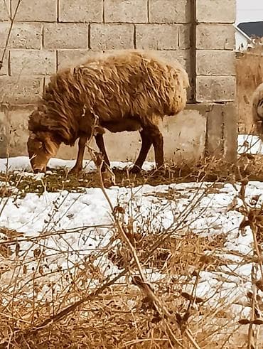 уй сх животное: Продаю | Овца (самка) | Для разведения — 8