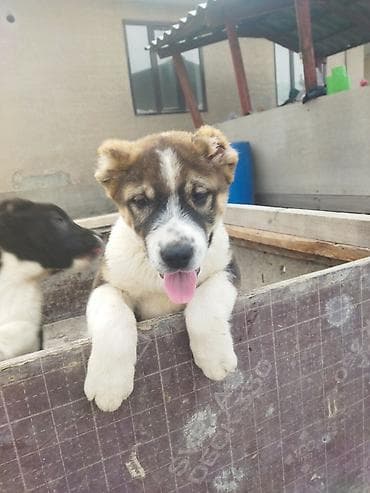 пародистые кошки: Алабай, 2 месяца, Самец, С прививкой — 1