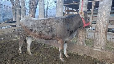Продаю | Тёлка | На откорм | Привязанные