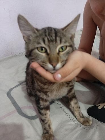 Животные: Кошка даром: Сибирская, Мальчик, Приучена к лотку — 3