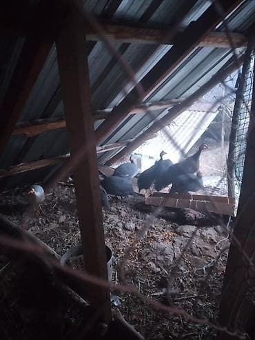 Кошки: Цесарки (домашняя птица). - Окрас стада: в основном тёмно‑серый — 3