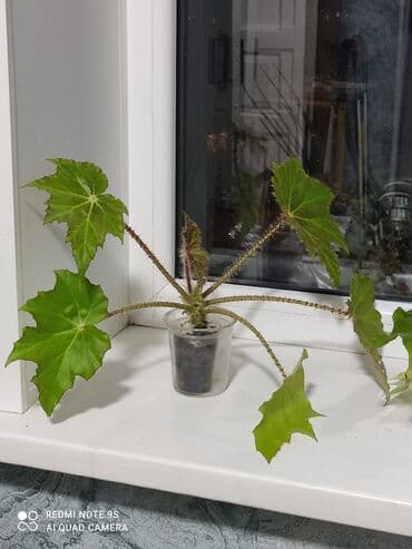 ель голубая цена: Продаю по 300 сом — 23