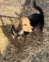 домик собака: Собака даром: Дворняжка, 1 год, Самка, С прививкой — 6